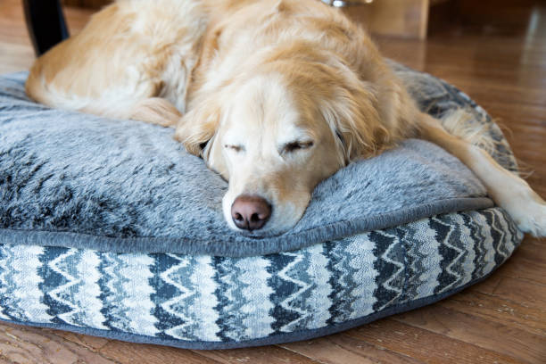 The Ultimate Guide to Large Dog Beds: What to Look For