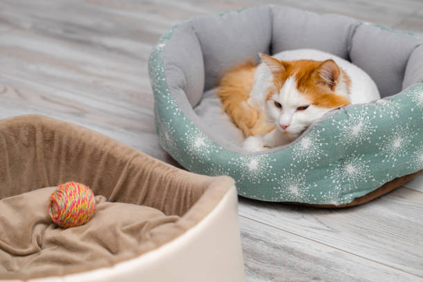 Best Cat Beds: Top Picks for Every Feline Friend